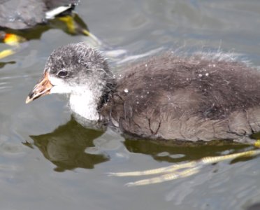 COOT, COMMON (7-28-11) patagonia lake state park, scc, az -02