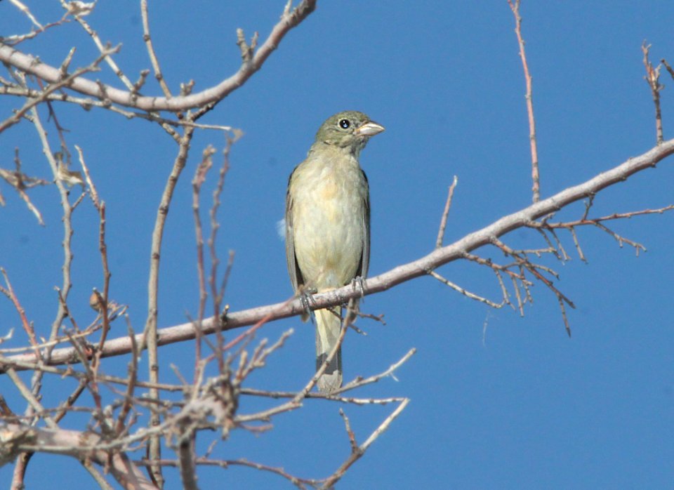 BUNTING, PAINTED (8-29-11) kino springs, scc, az -02