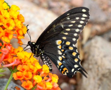 BLACK SWALLOWTAIL (Papilio polyxenes) (9-3-11) 78 circulo montana, patagonia lake ranch estates, scc, az -01