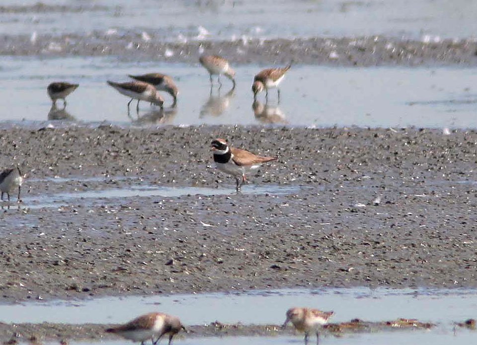 PLOVER, COMMON RINGED (8-23-11) davis, ca - 03