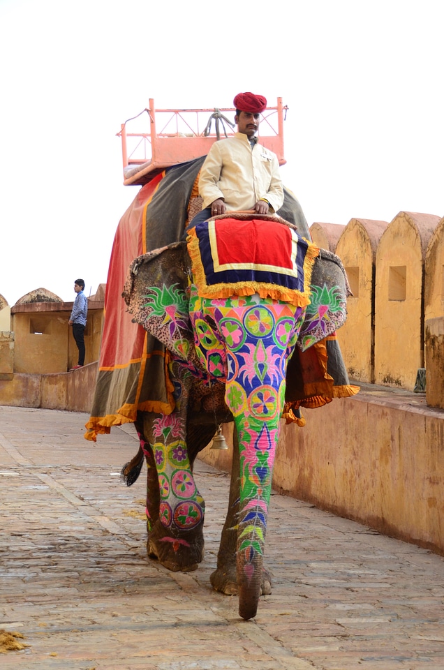 Mammal elephants tourists