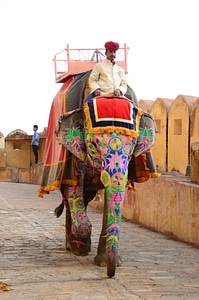 Mammal elephants tourists