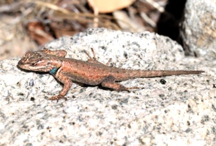 LIZARD, DESERT SPINY (Sceloporus magister) (4-12-12) madera cyn, scc, az -01