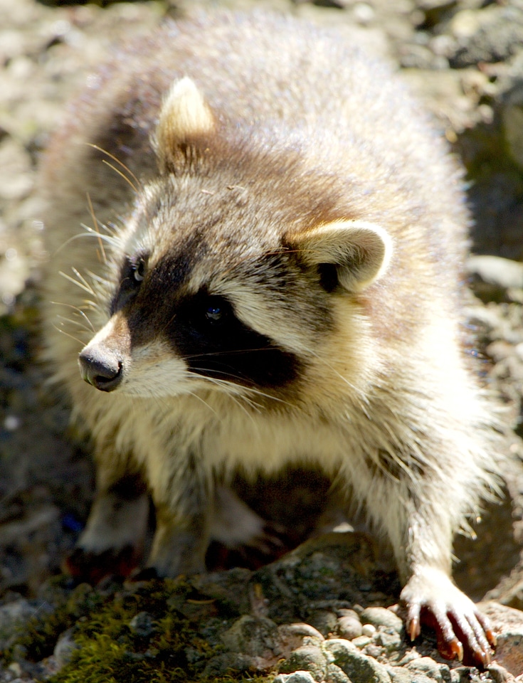 Animals bear raccoon