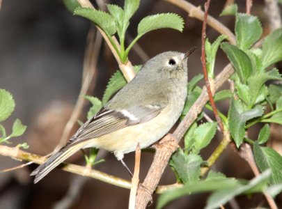 KINGLET, RUBY-CROWNED (1-31-12) de anza trail, carmen, scc, az -01