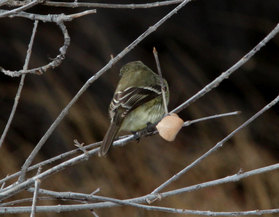 FLYCATCHER, DUSKY (12-31-10) pena blanca lake, scc, az -03