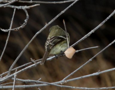 FLYCATCHER, DUSKY (12-31-10) pena blanca lake, scc, az -03