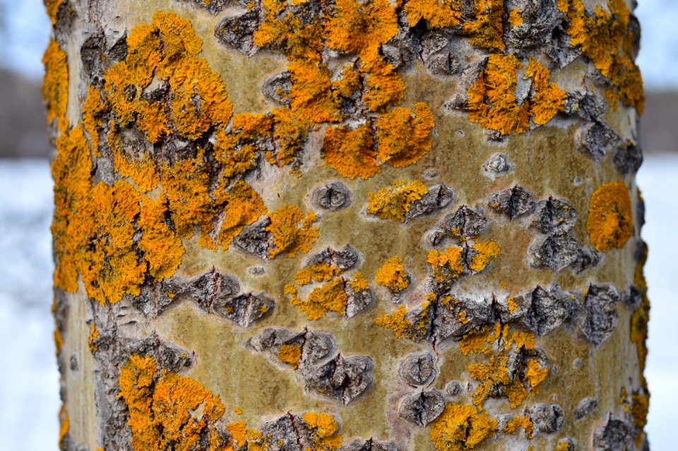 lichen on the trunk of an aspen