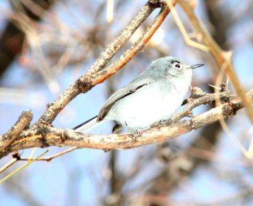 GNATCATCHER, BLACK-CAPPED (2-16-12) patagonia lake, scc, az -01