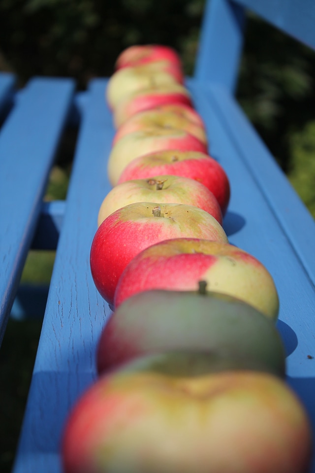 Healthy garden red apple