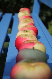 Healthy garden red apple