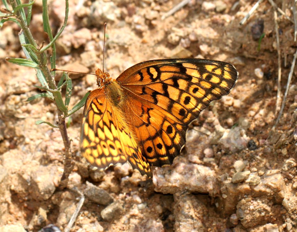 FRITILLARY, VARIEGATED (Euptoieta claudia) (7-25-12) box cyn road, pima co, az -01
