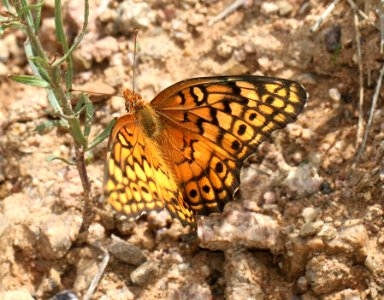 FRITILLARY, VARIEGATED (Euptoieta claudia) (7-25-12) box cyn road, pima co, az -01