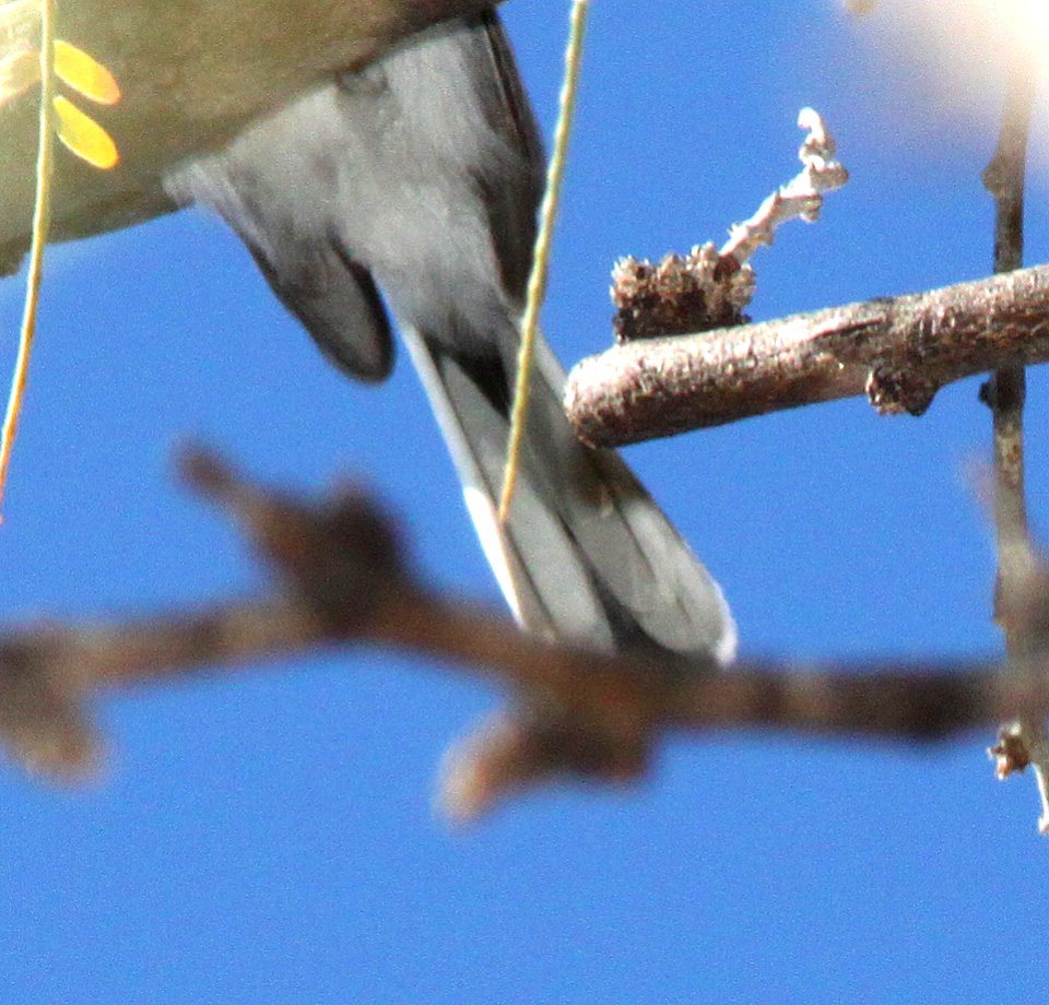 GNATCATCHER, BLACK-CAPPED or BGGN? (2-4-12) bird 3, patagonia lake , scc, az -01
