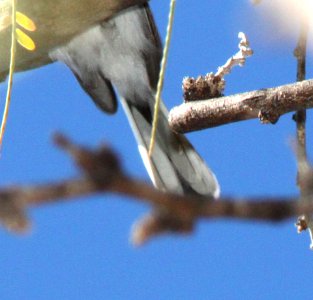 GNATCATCHER, BLACK-CAPPED or BGGN? (2-4-12) bird 3, patagonia lake , scc, az -01