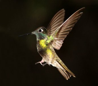 RIVOLI'S HUMMINGBIRD (7-25-11) madera canyon, scc, az -02