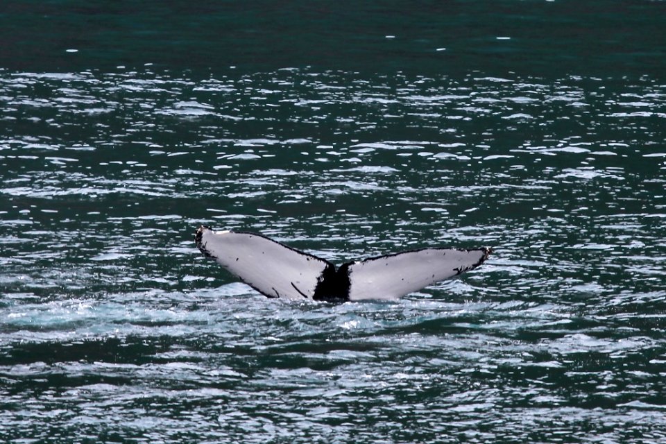 Humpback whale flukes