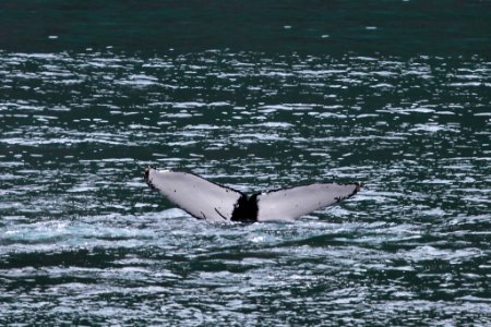 Humpback whale flukes