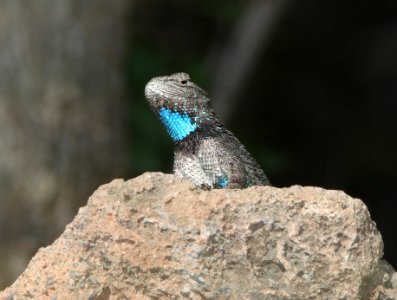 LIZARD, CLARK'S SPINY (Sceloporus clarkii) (5-7-11) paton's, patagonia, scc, az -01