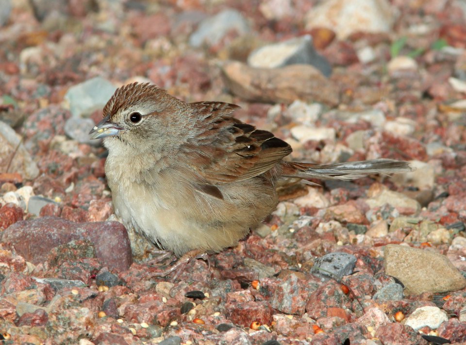 SPARROW, BOTTERI'S (7-12-11) 78 circulo montana, patagonia lake ranch estates, scc, az -02