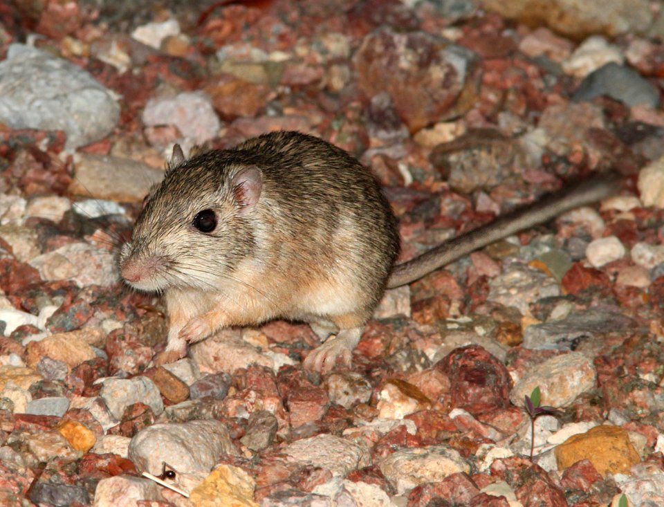 POCKETMOUSE, DESERT? (Chaetodipus penicillatus) (7-14-12) 78 circulo montana, patagonia lake ranch estates, scc, az -03