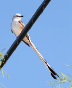 FLYCATCHER, SCISSOR-TAILED (4-17-12) near laredo, tx -01 (10)