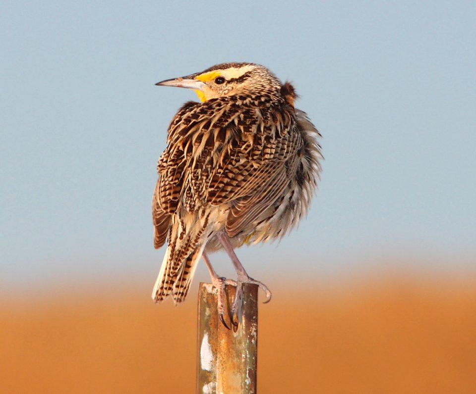 MEADOWLARK, LILIAN'S (5-7-11) san rafael grasslands, scc, az -05