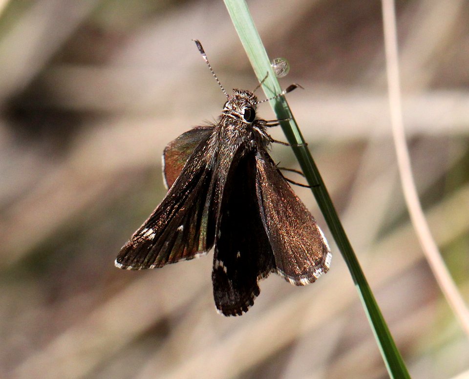 ROADSIDE-SKIPPER, NYSA (Amblyscirtes nysa) (7-23-12) 2.0 mile road cut, patagonia-san rafael road, patagonia mts, scc, az -04