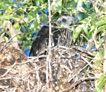 HAWK, COOPER'S (7-14-11) juv at nest, patagonia-sonoita creek preserve, scc, az -01