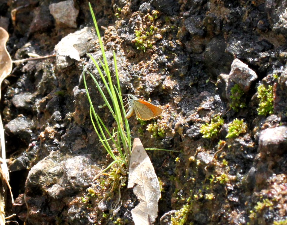 SKIPPERLING, TROPICAL LEAST (Ancyloxypha arene) (10-1-11) red mt road, harshaw road, scc, az -02