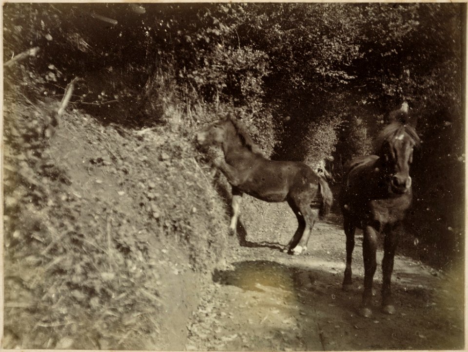 Lane near Abinger, Surrey
