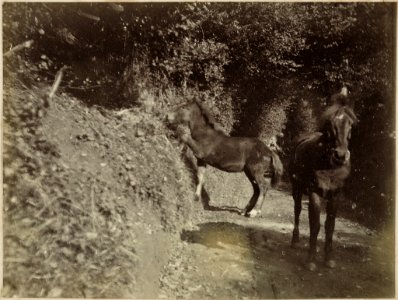 Lane near Abinger, Surrey