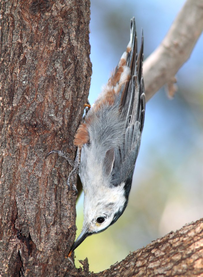 NUTHATCH, WHITE-BREASTED (Nelsoni) (7-31-11) patagonia-sonoita creek preserve, scc, az -01