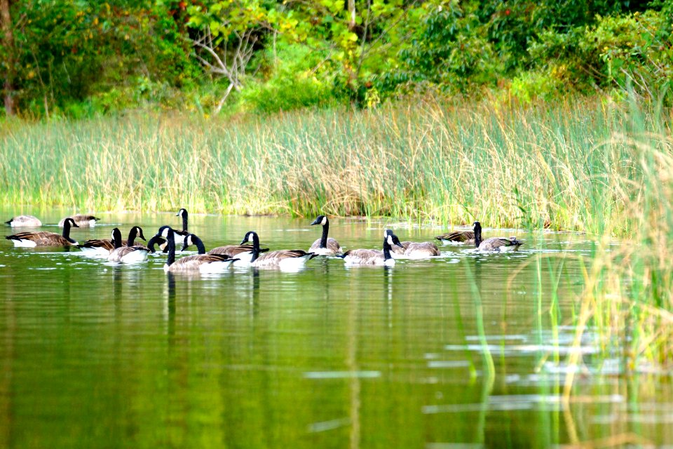 Canada Geese (Branta canadensis)- Late Summer 2013-Little Seneca  Lake -Boyds, Maryland