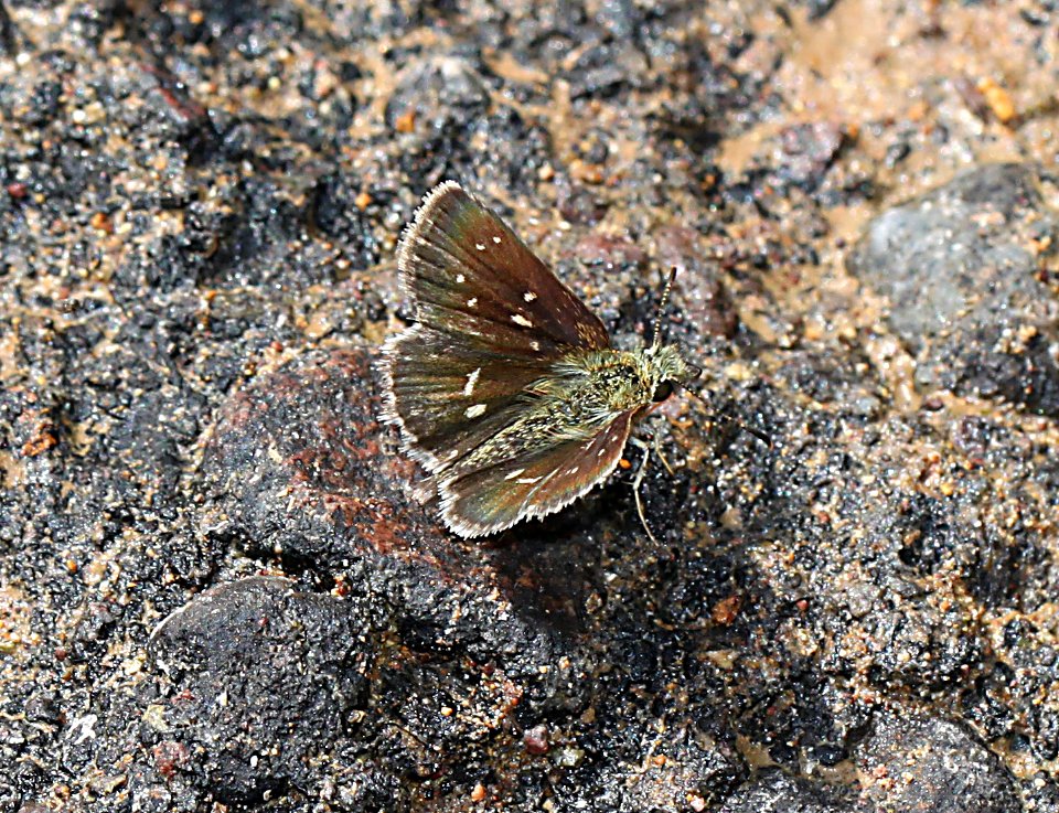 SKIPPERLING, MANY-SPOTTED (Piruna aea) (8-7-11) harshaw road, scc, az -04