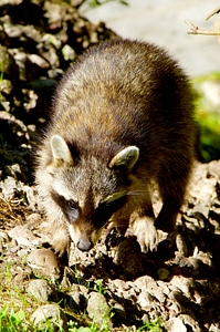 Animals bear raccoon