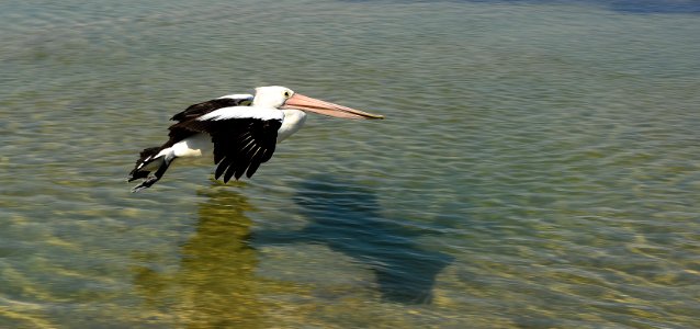 Pelican flight