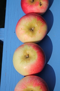 Healthy garden red apple