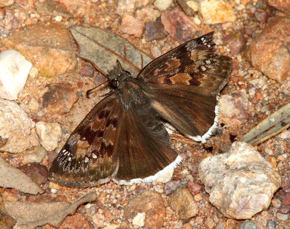 DUSKYWING, MOURNFUL (Erynnis tristis) (9-4-11) upper humbolt cyn, scc, az -03