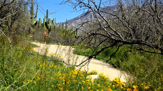 2019.03.23 Catalina State Park