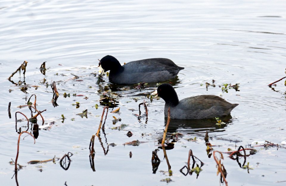 Waterhens at Gunners Lake Germantown