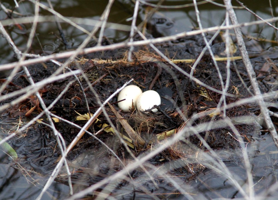 GREBE, LEAST nest (7-1-12) pena blanca lake, scc, az -01