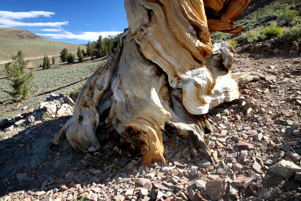 CA 1231 - INYO NAT FOREST, ANCIENT BRISTLECONE FOREST, ca - 23