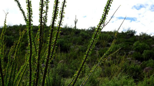 Catalina State Park