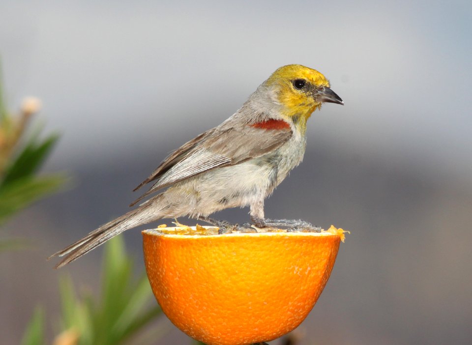 VERDIN (7-3-11) 78 circulo montana, patagonia lake ranch estates, scc, az -01