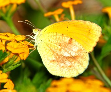 ORANGE, SLEEPY (Abaeis nicippe) (7-12-11) 78 circulo montana, patagonia lake ranch estates, scc, az -01