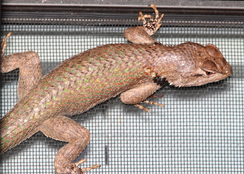 LIZARD, CLARK'S SPINY (Sceloporus clarkii) (7-5-12) 78 circulo montana, patagonia lake ranch estates, scc, az -01