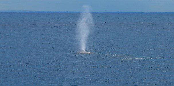 Humpback whale - off Sydney NSW