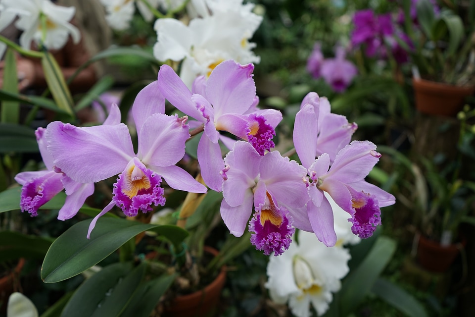 Close up flower plant
