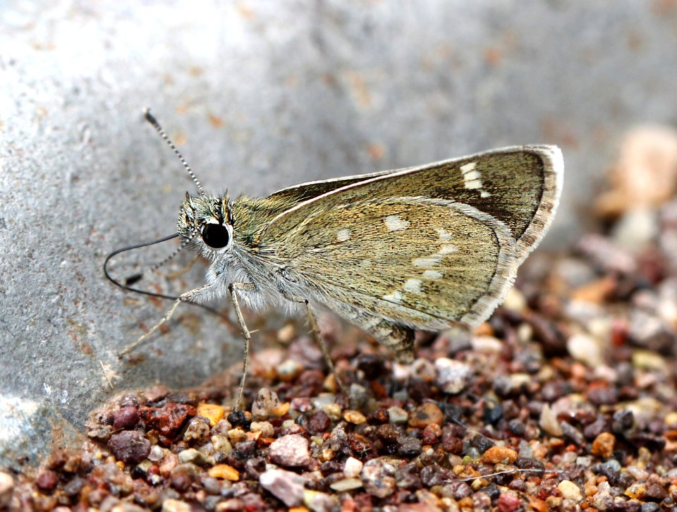 ROADSIDE-SKIPPER, SLATY (Amblyscirtes nereus) (7-19-12) harshaw road, patagonia mts, scc, az -01